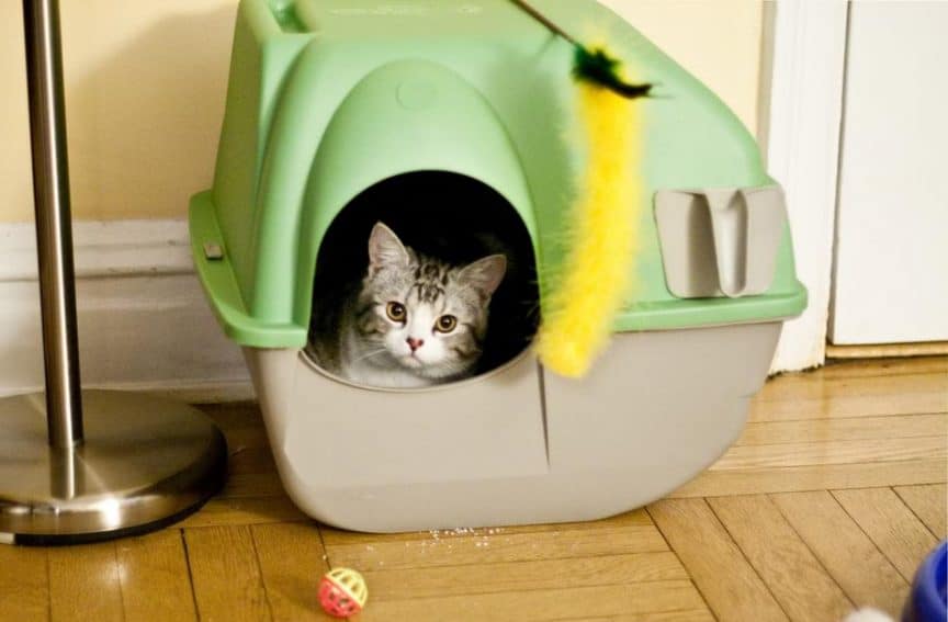 Air Purifier for Cat Litter Box Smell