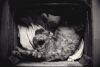 Can Air Purifiers Help With Cat Litter Dust?
