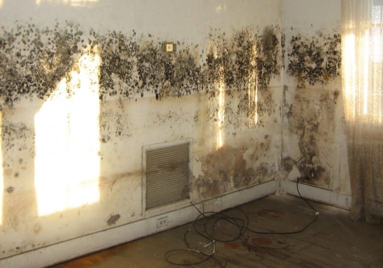 Will An Air Purifier Help With Basement Smell?