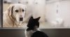 Are Air Purifiers Safe For Pets?