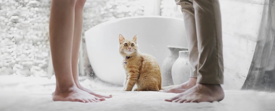 will an air purifier help with cat litter dust