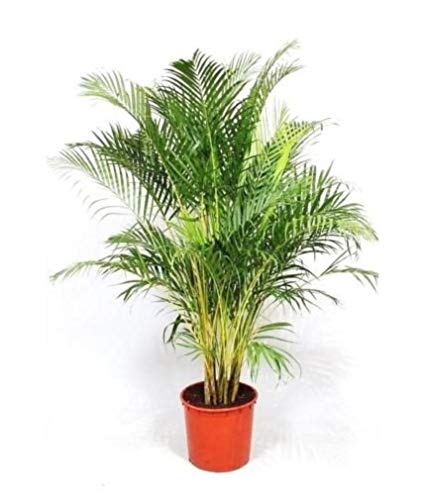 Areca Palm (Dypsis Lutescens)