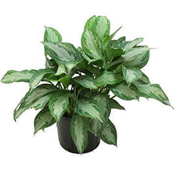 Chinese Evergreen