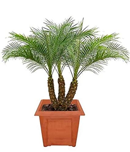 Dwarf Date Palm