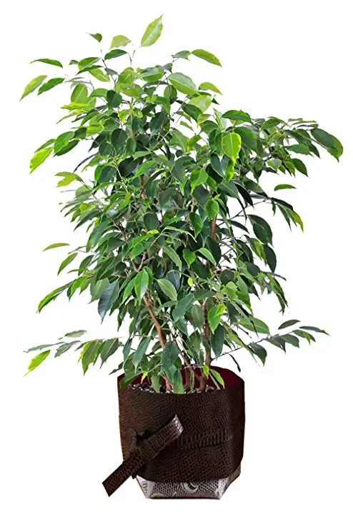 Weeping Tree Ficus Benjamina