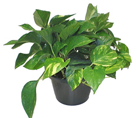 Golden Pothos