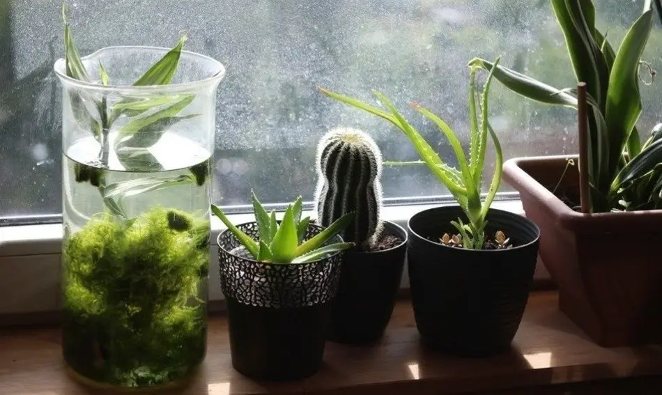 House plants for fresh air