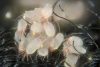 Do Air Purifiers Help With Dust Mites? 5 Tips To Kill Dust Mites Fast