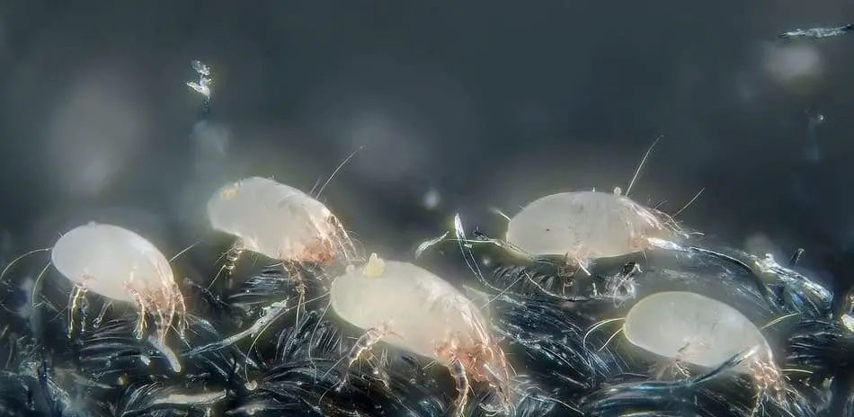 House dust mite - Dermatophagoides pteronyssinus