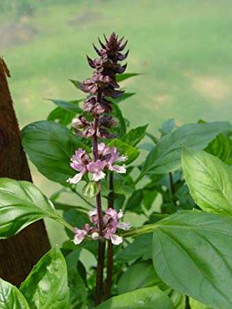 Indian Basil Ocimum Tenuiflorum