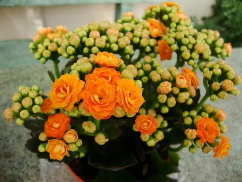 Kalanchoe