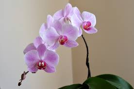 Moth Orchid