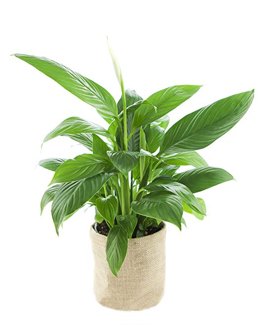 Peace lily