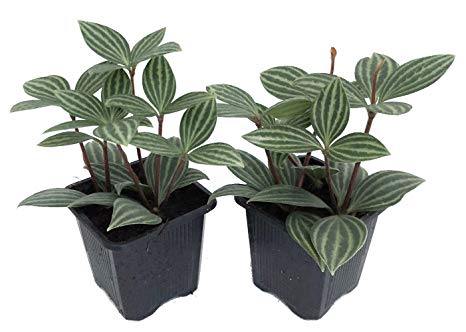 Peperomia