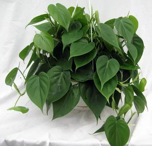 Philodendron (Philodendron Oxycardium)