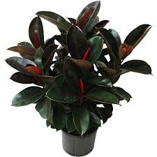 Rubber Plant (Ficus Elastica)