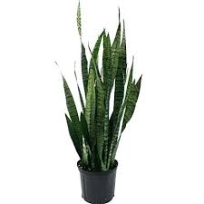 Snake Plant (Sansevieria Trifasciata Laurentii)