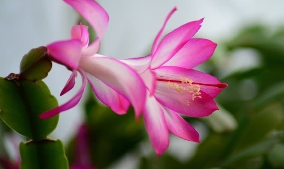 Christmas cactus