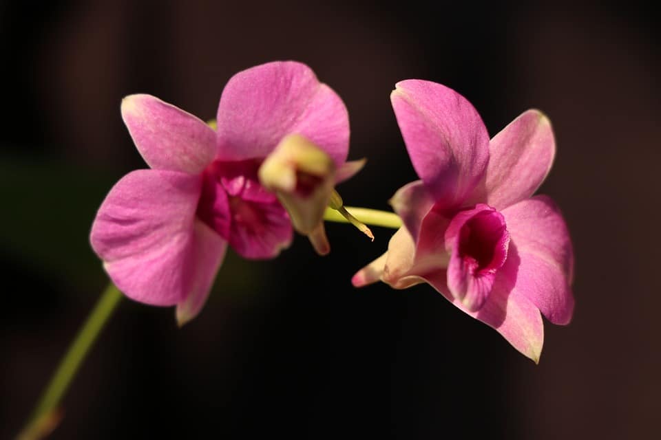dendrobium orchid