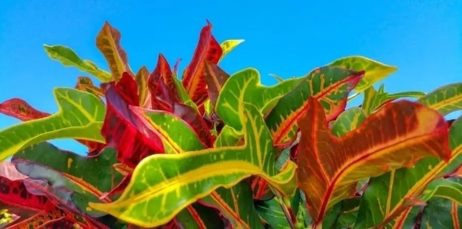 Crotons