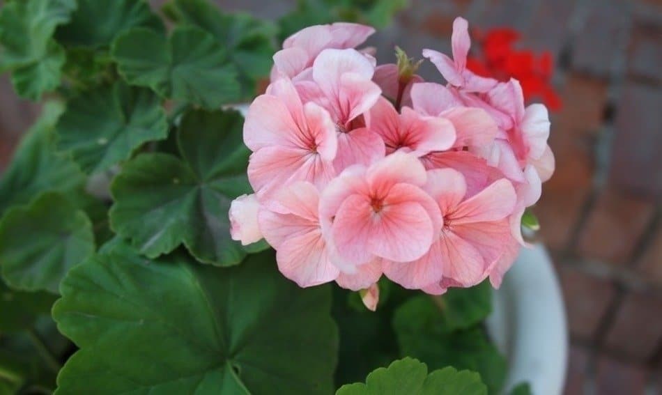 pelargonium germanium