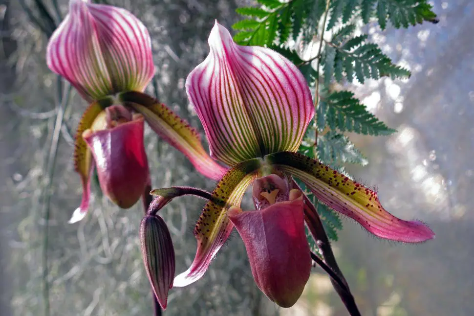 Lady's Slipper Orchid