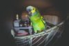 Are Air Purifiers Safe For Birds?