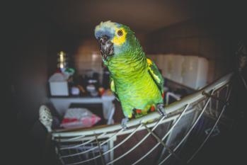 green parrot