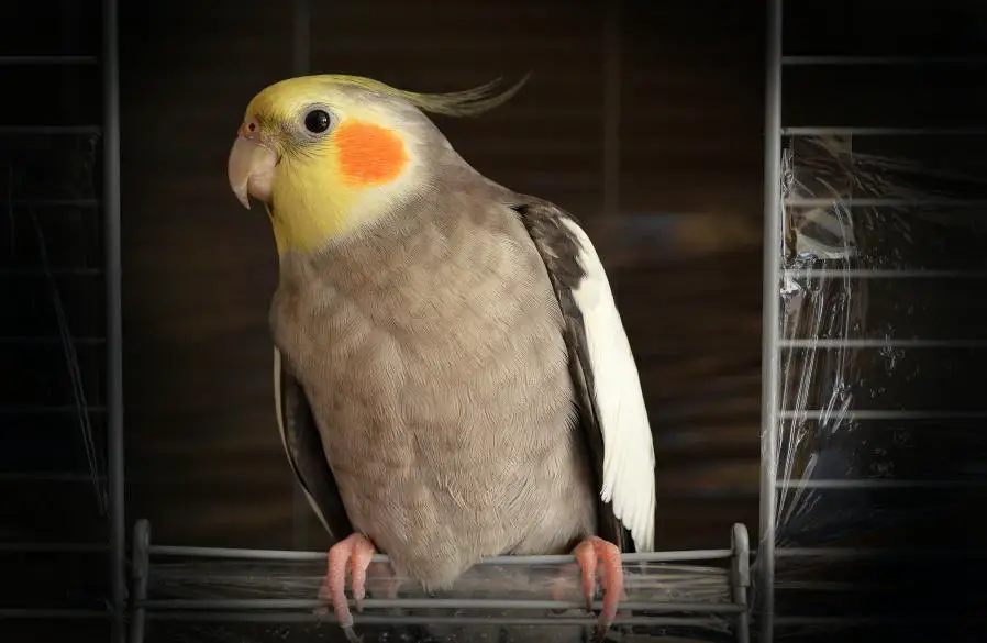 cockatiel  parrot with yellow and orange dot cheeks