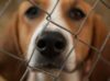 4 Air Purifiers For Dog Kennels That Actually Work