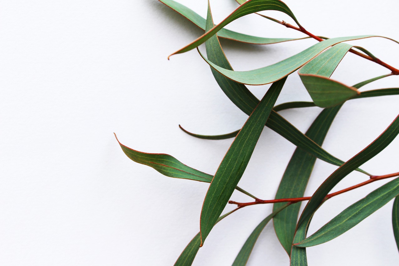 Eucalyptus Oil