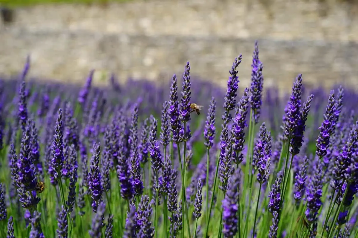 Lavender Oil