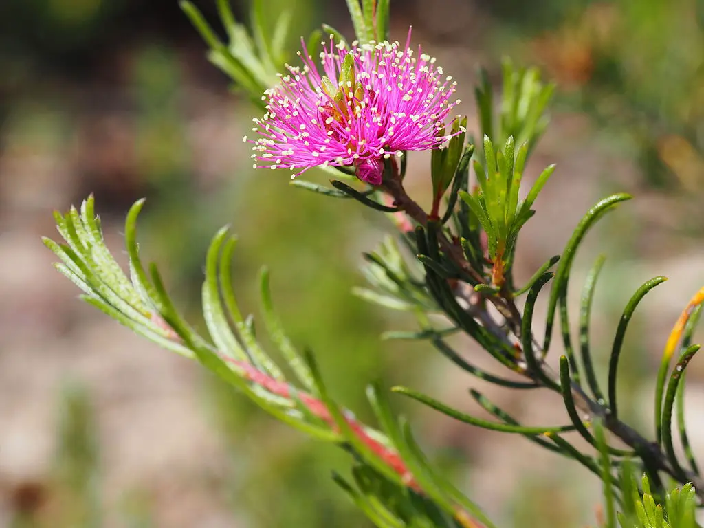 Tea Tree Oil